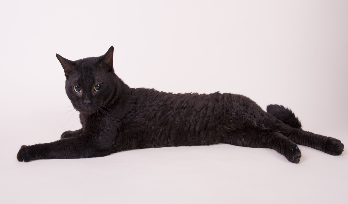 Német Rex: macskaeledel és fajta portré